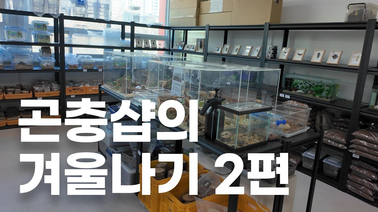 경기도 안산 곤충샵! 라바 인섹트 컴퍼니 Vittle, 라바 사장님만의 극비수기 겨울을 버티는 방법! EP.2 라바 인섹트 컴퍼니