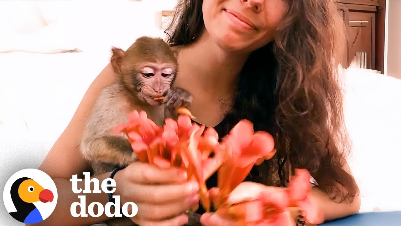 Tiny Monkey Gets Rescued From A Petting Zoo | The Dodo