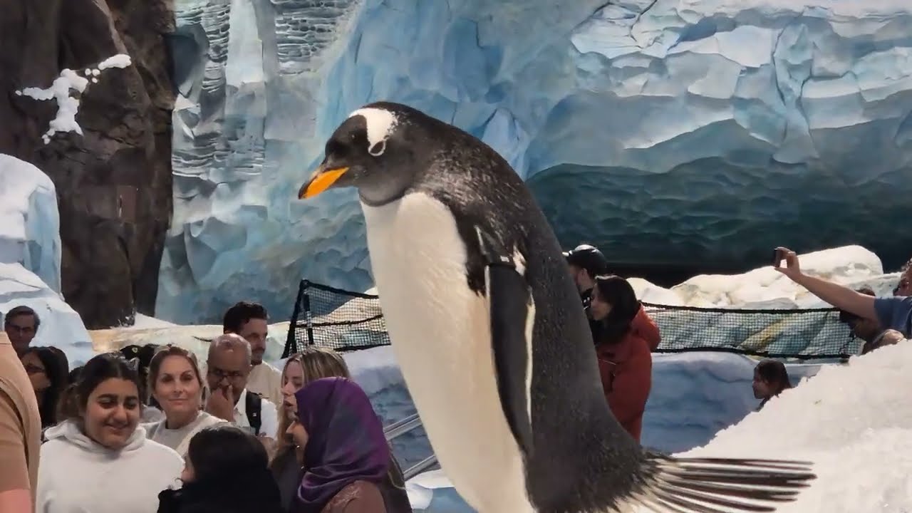 Amazing Penguins in Sea world Abu Dhabi!