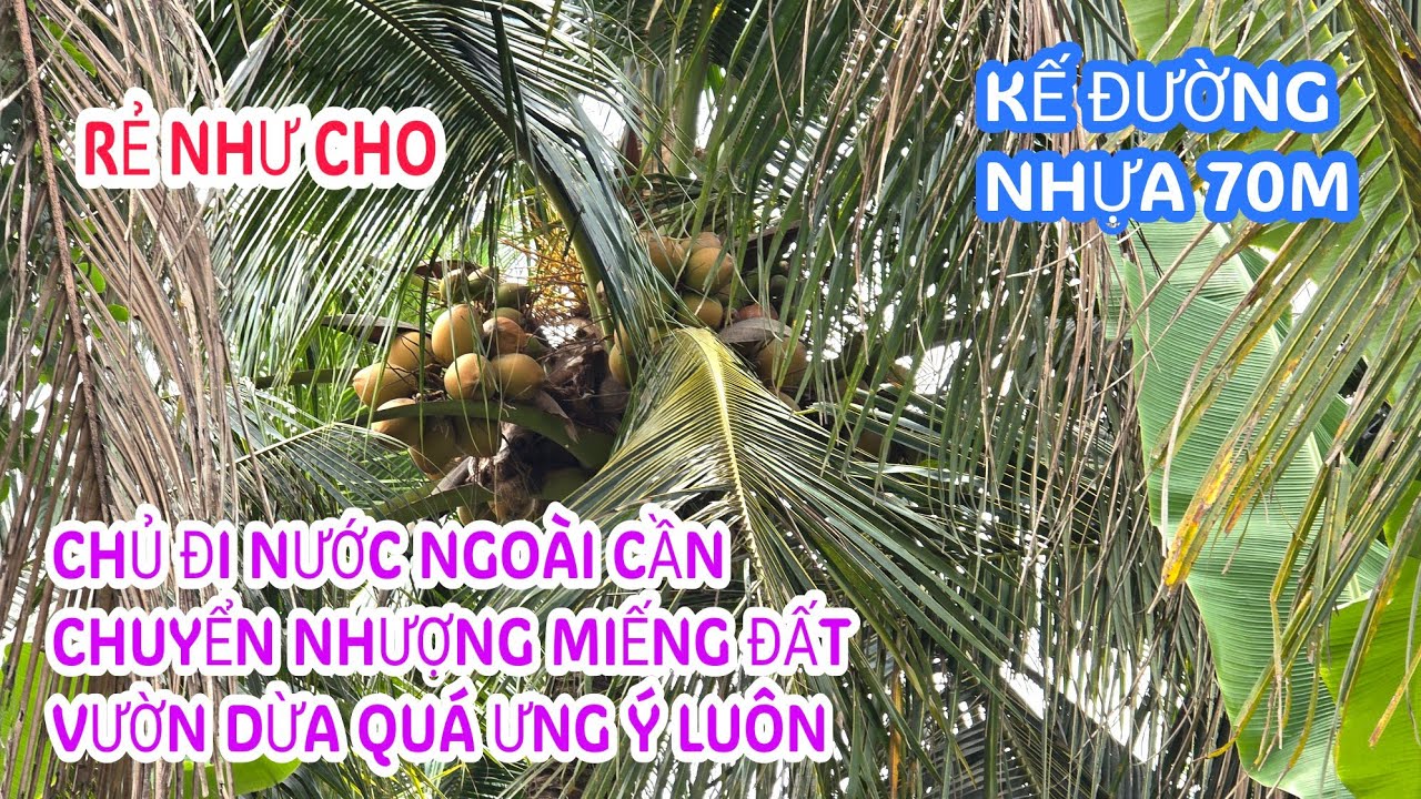 MS:25385 Vườn dừa rẻ bèo 395 triệu kế nhựa 70m - Đang huê lợi sẵn sổ hồng riêng đông dân.