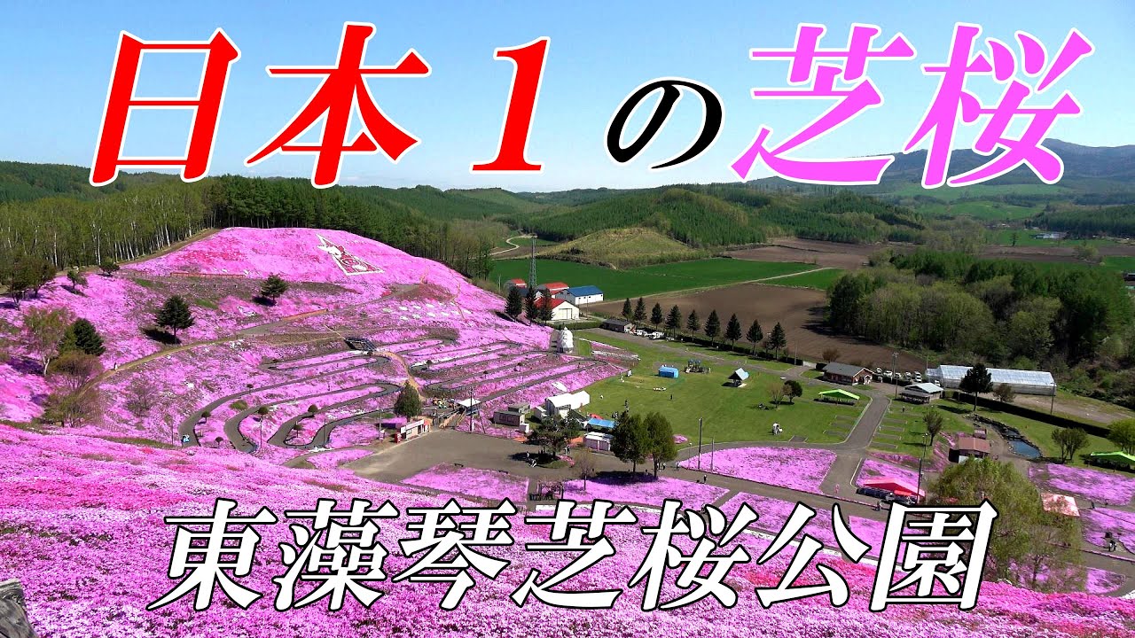 【速報】日本一の芝桜をご覧下さい！！　「東藻琴芝桜公園」４Ｋ