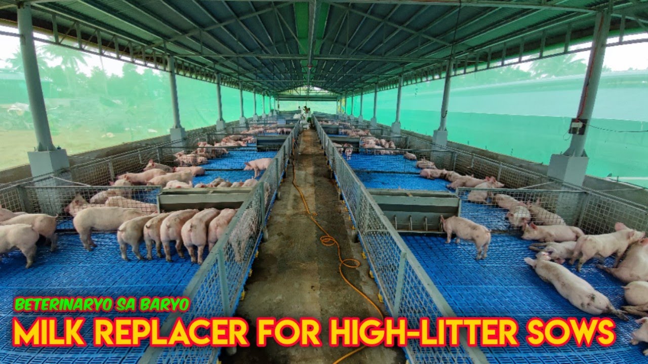 Paggamit ng Milk Replacer sa mga Sumususong Biik