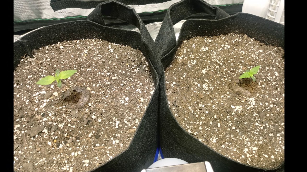 AK47 autoflower ILGM