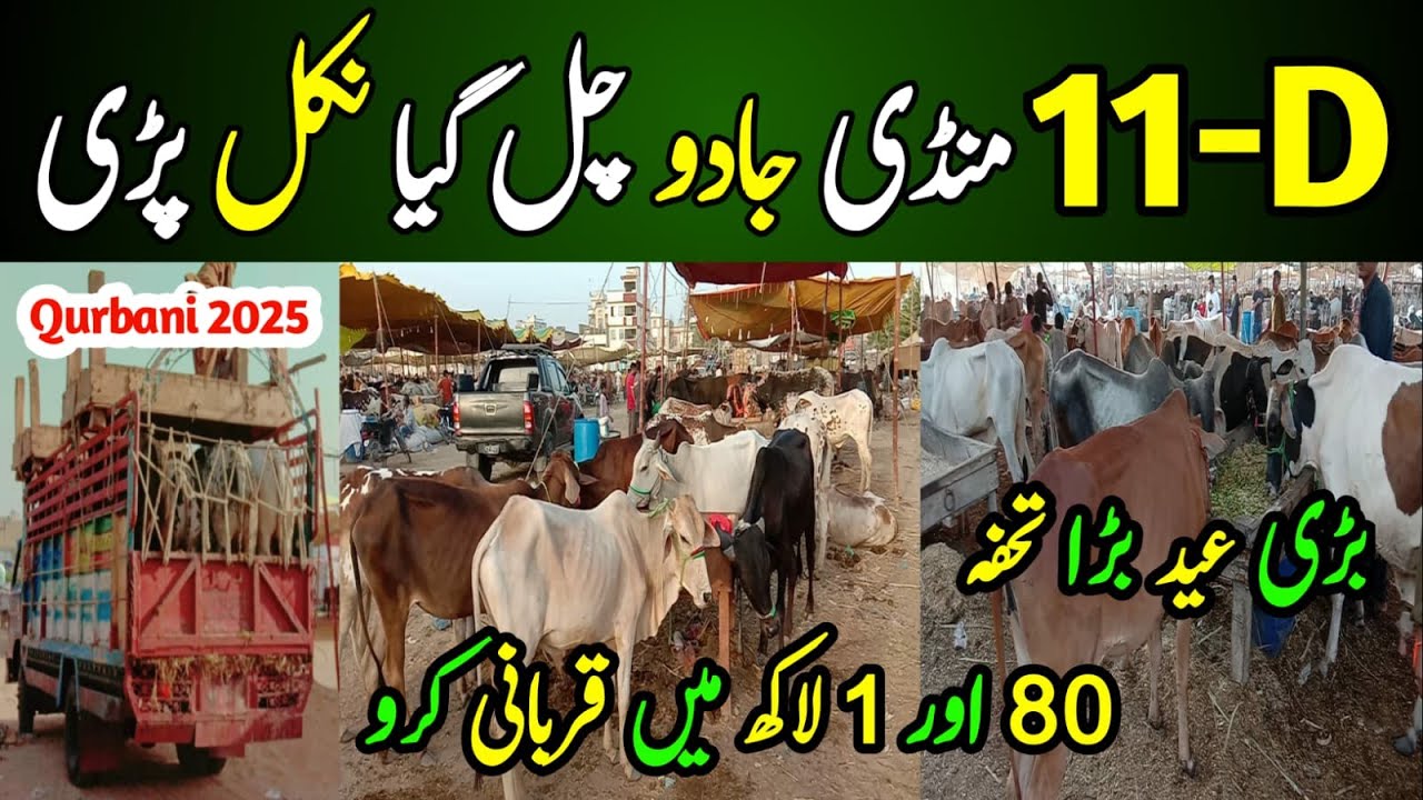 11d mandi 2025 | new karachi mandi | bhains colony mandi surjani | car bazaar mandi | jeo mandi up