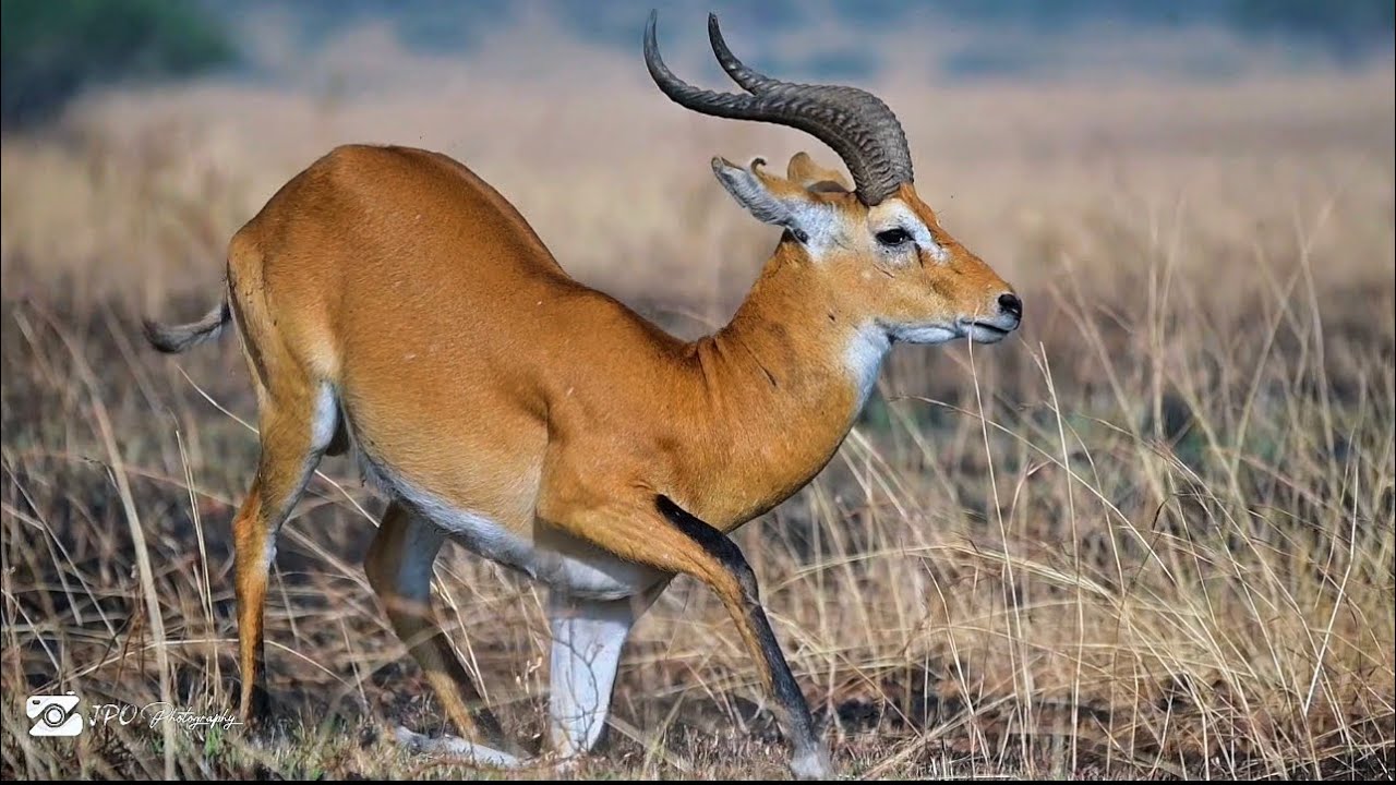 The Most Peaceful Wildlife Clip You’ll Watch Today 