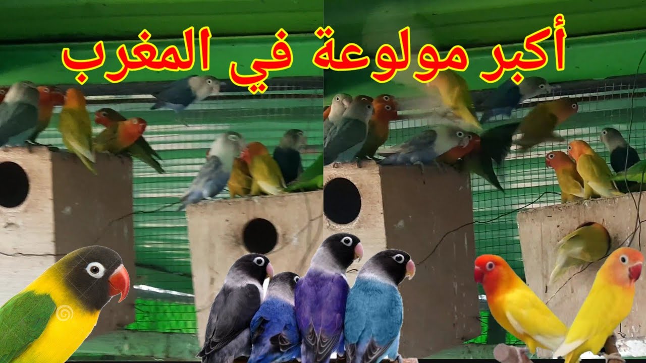 زيارة أكبر مولوعة طيور فيشر في المغرب Agapornis fischeri