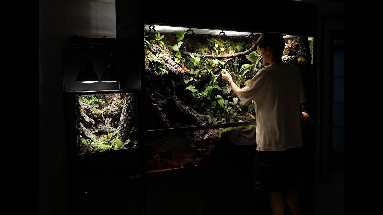 Making a Vivarium for Geckos, Corn Snake, and Ball Pythons 크레,볼파,콘스네이크를 위한 비바리움 3개 만들기 | 펫대로하우스4화