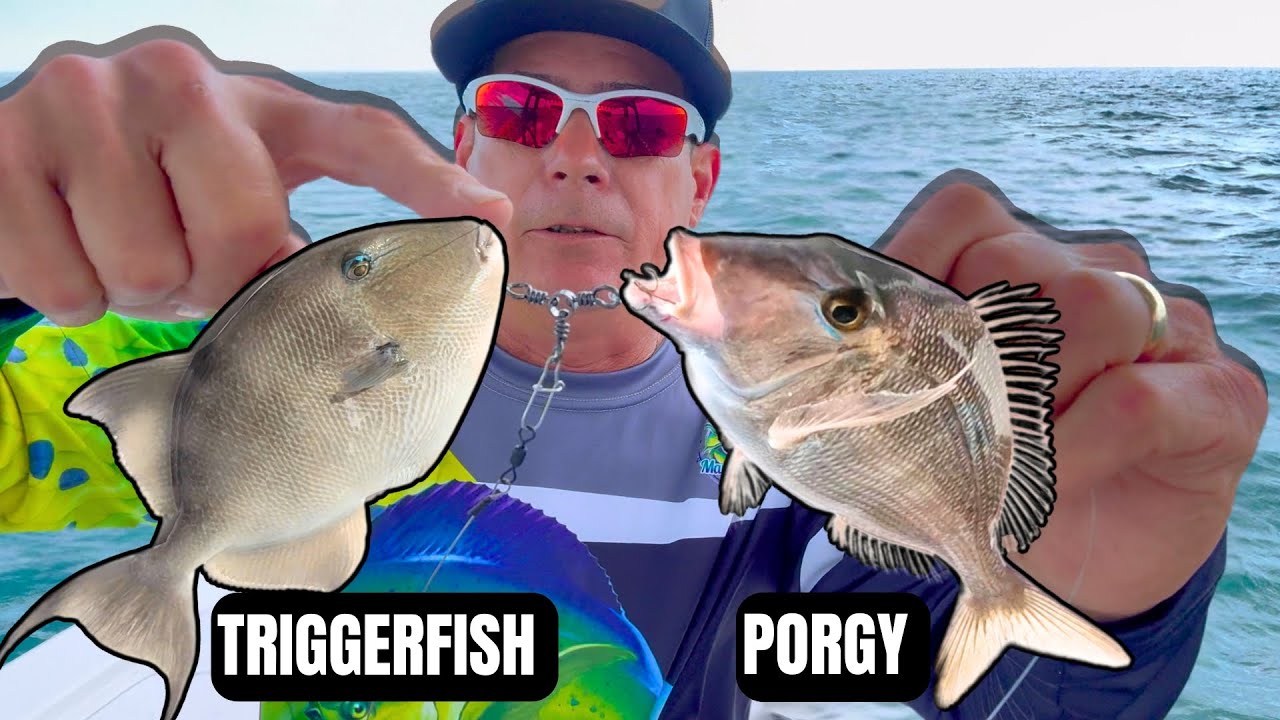 COMO PESCAR TRIGGERFISH Y PORGY