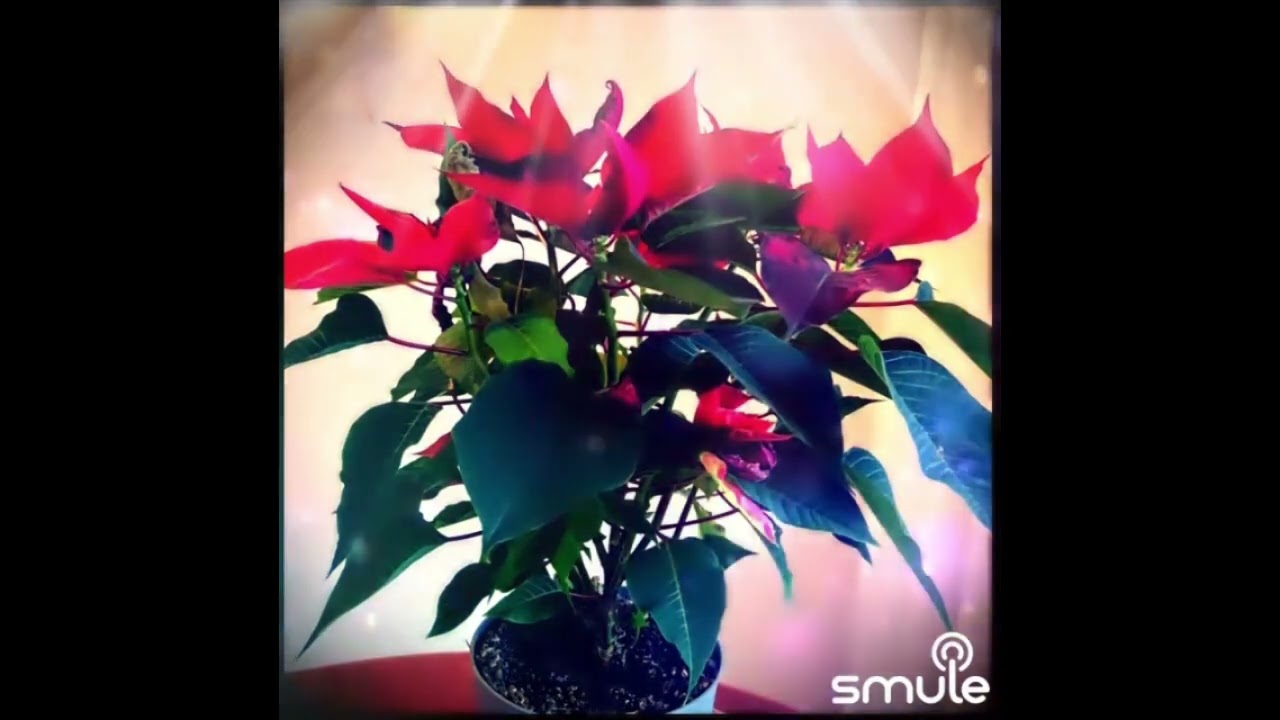 ZORO - стихи МНЕ НЕ ХВАТАЕТ ТЕБЯ - Кавер в Smule