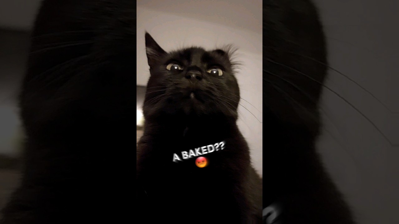 Печеная фасоль??😡🤬 #смешноевидео #кошки #кот #мемы #смешныекоты #шорты #смешно При поддержке @pop...