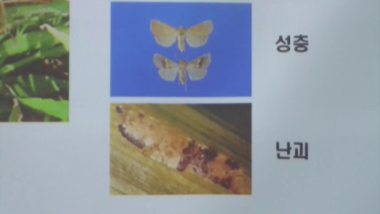 [경기도 친환경 생강 재배기술 교육] 3부 (이종원 충남농업기술원 양념채소연구소)