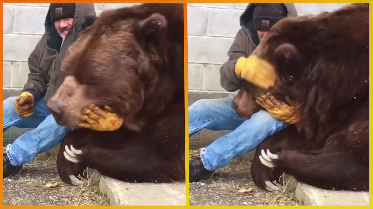 Animals That Asked People for Help & Kindness Ep9