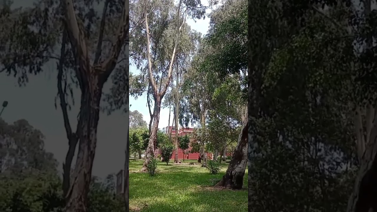 Bello 😍 #song #vlogger #youtube #latina #Vloggerperuana #peru #vlog #distancia #love #india #travel