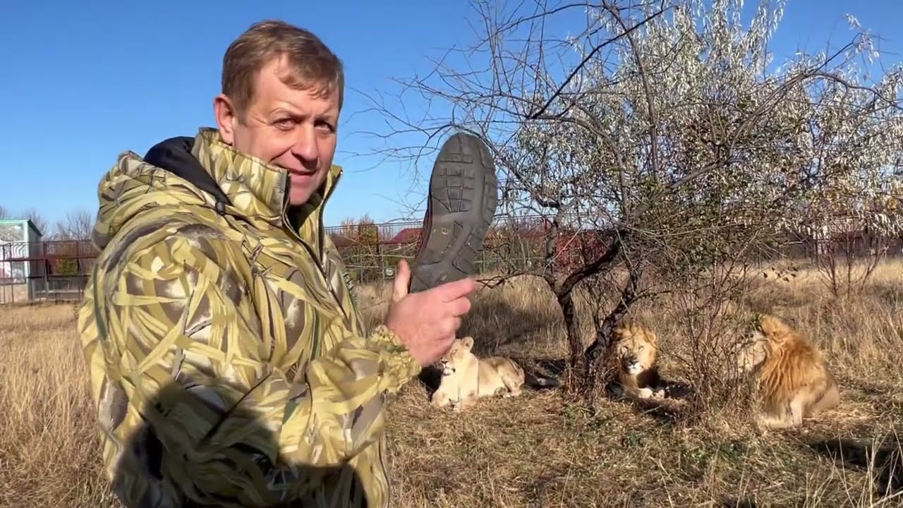 Если ко львам НЕ ЗАХОДИТЬ ГОД-ПОЛТОРА и не показывать тапок, то всё, ОНИ ОДИЧАЮТ!