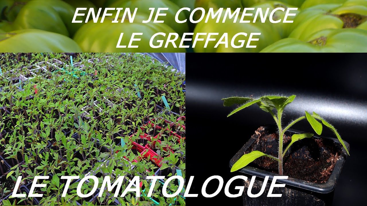 le temps de la greffe de tomates