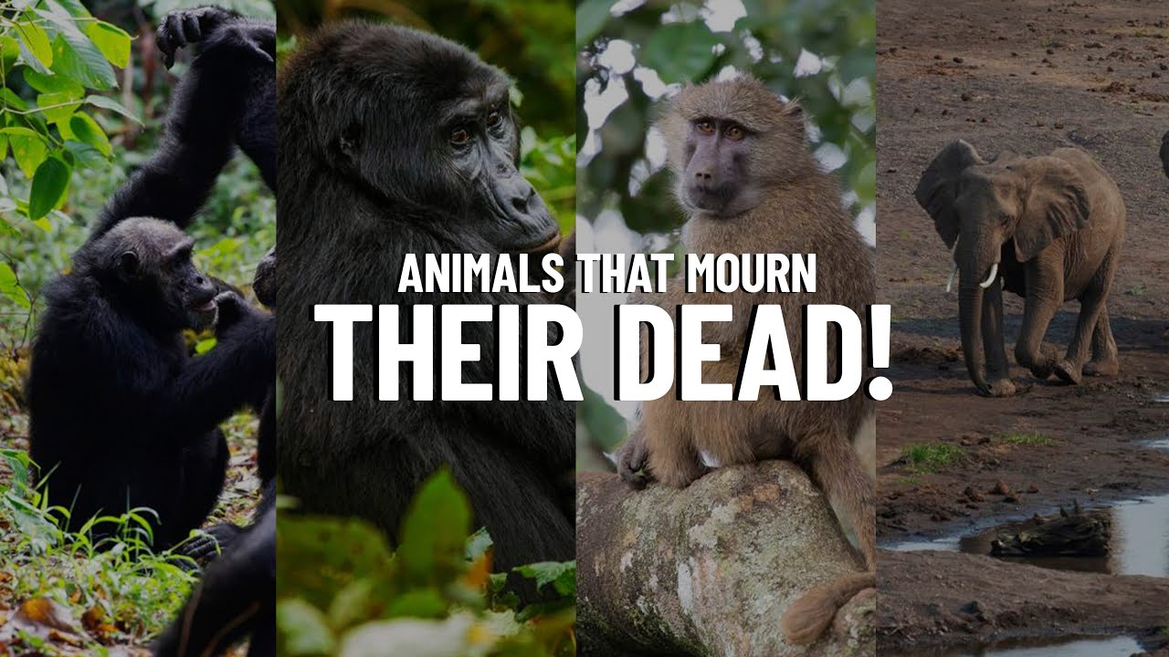 5 Animals that Mourn their Dead - Travel Video
