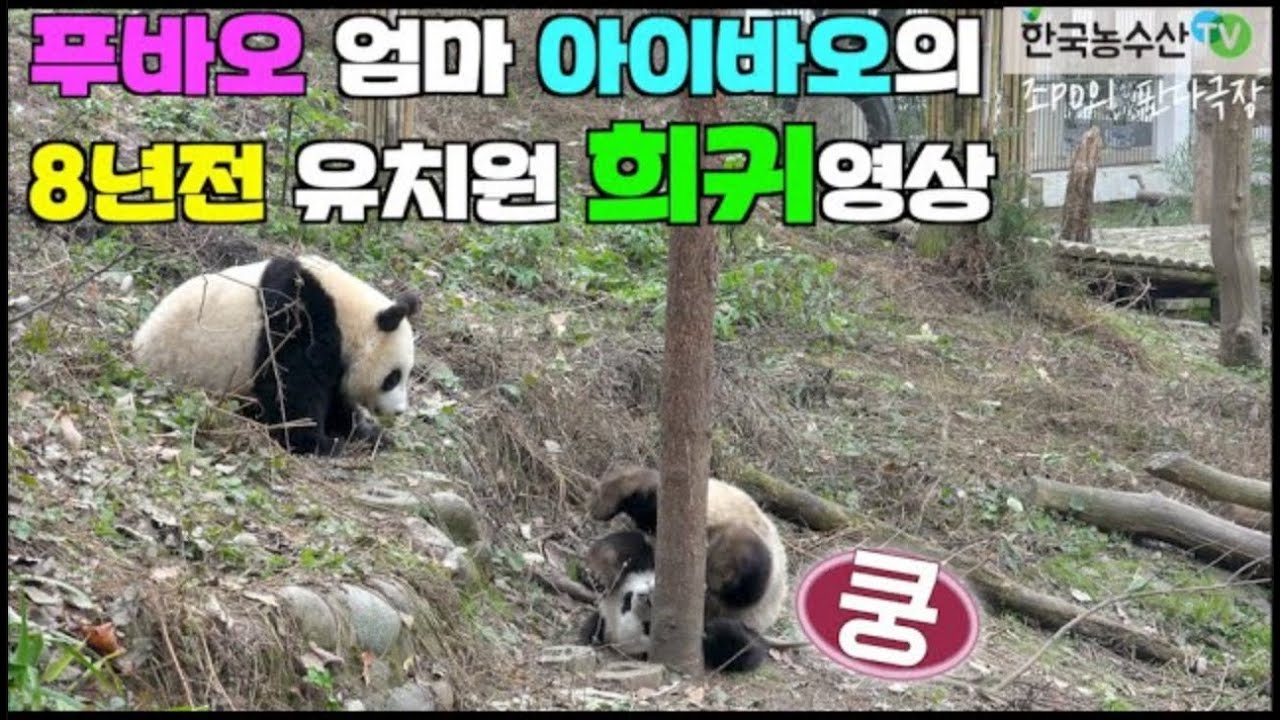 [PandaTV] #푸바오 어무이 아이바오 유치원 시절 희귀영상