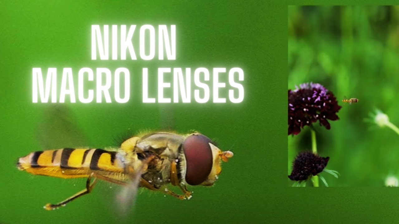 Comparing Nikon Z Macro Lenses - Horniman Museum Vlog
