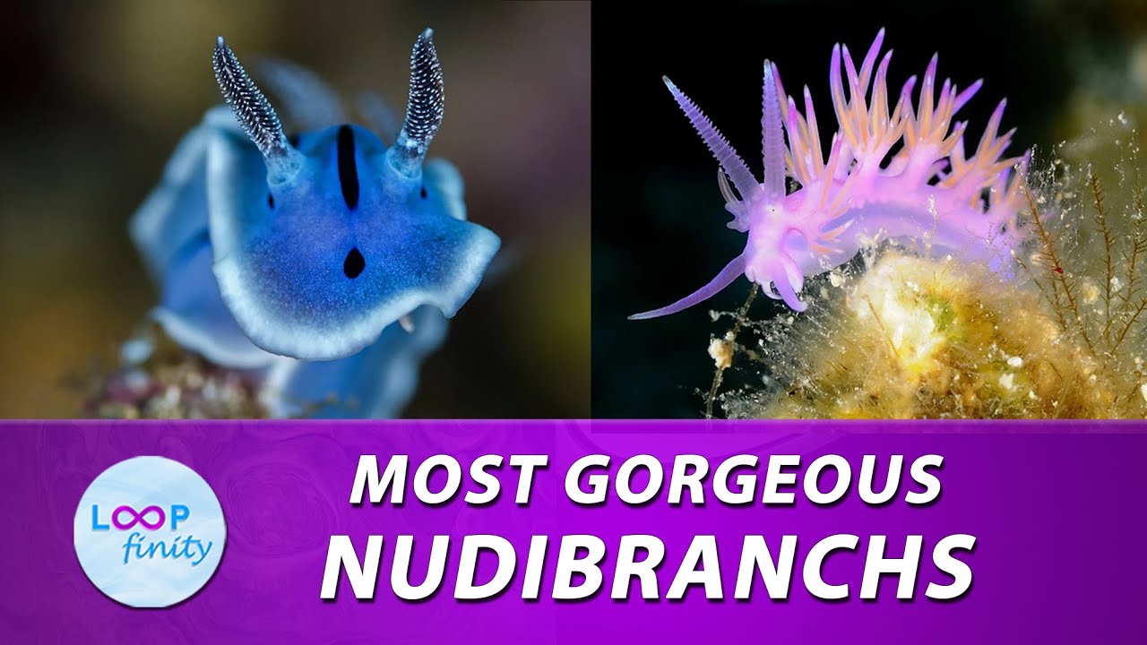 Some most beautiful Nudibranchs (Sea Slugs)