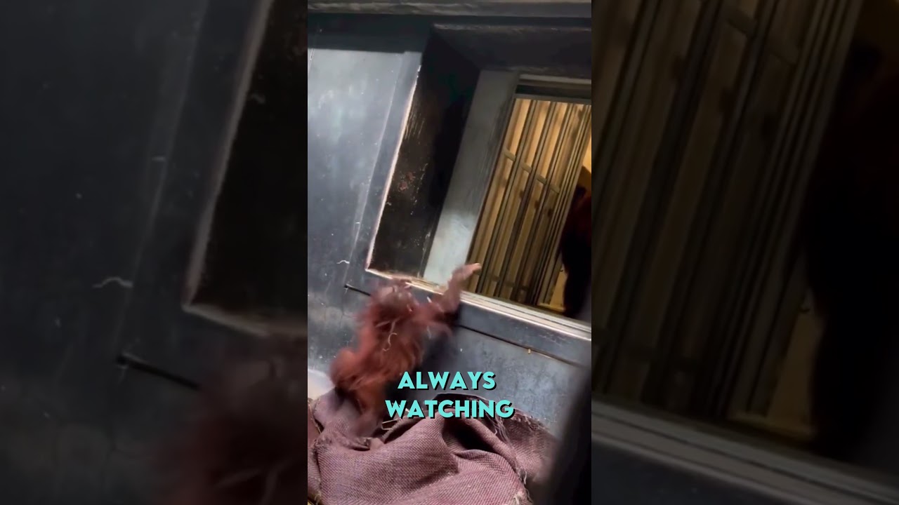 Baby Orangutan gets help from his mom ❤️