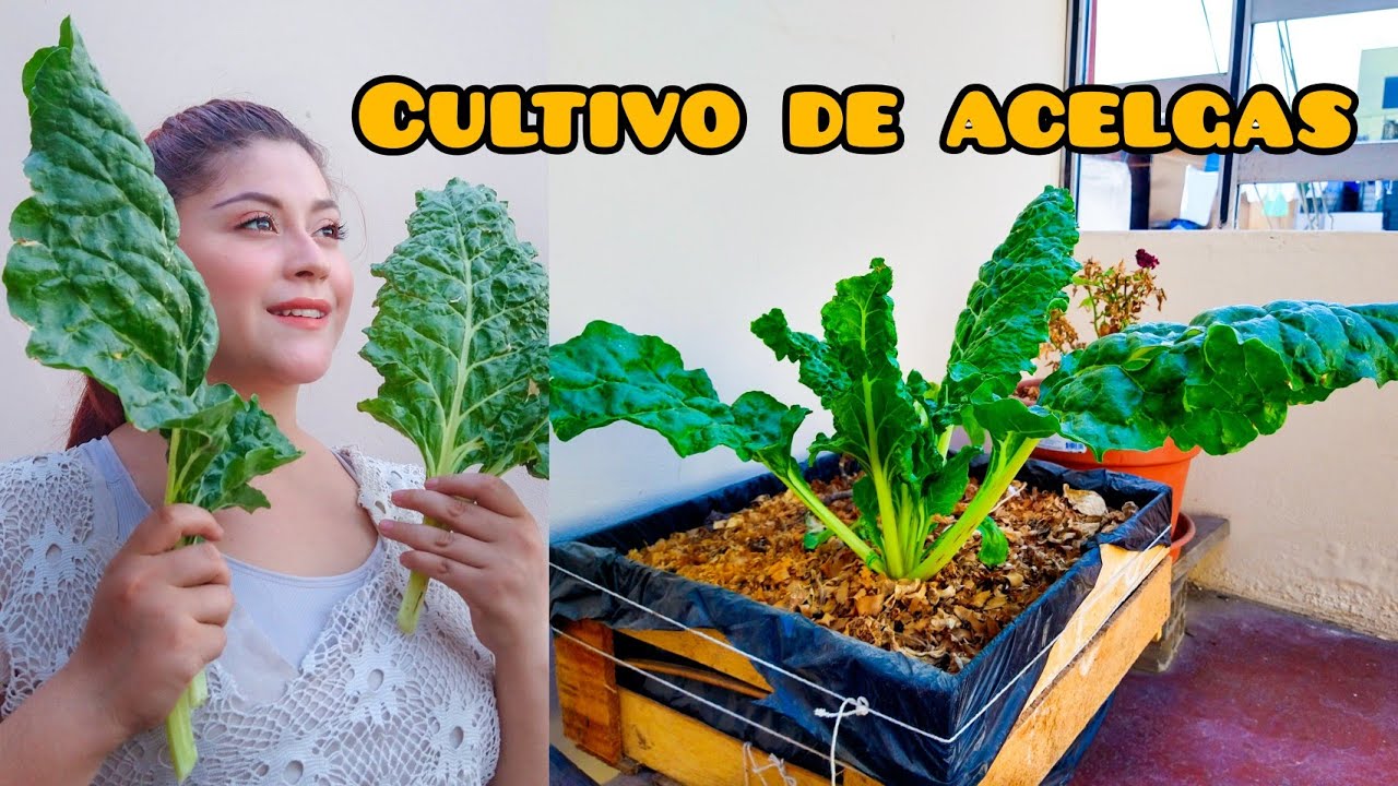 como cultivar acelga en casa || proceso completo 🌿🌱