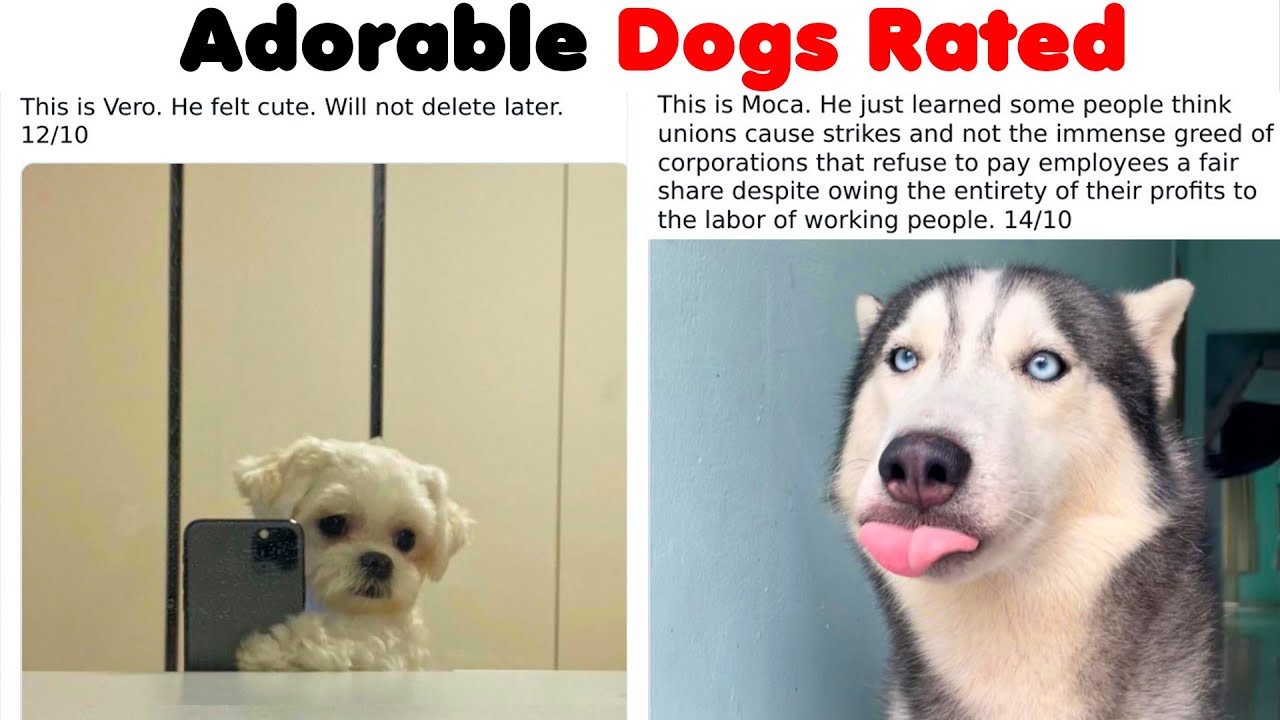 The Best Funniest Wholesome Dogs Ever