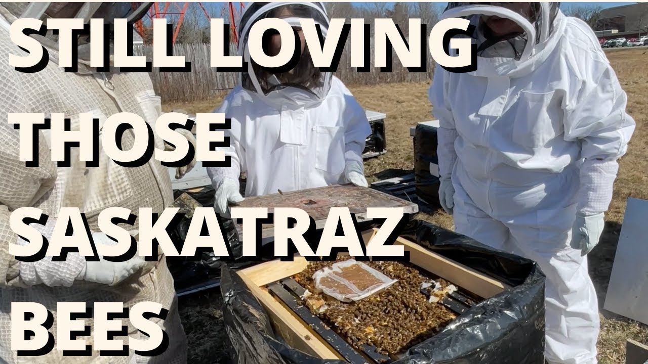 Still Loving my Saskatraz bees!