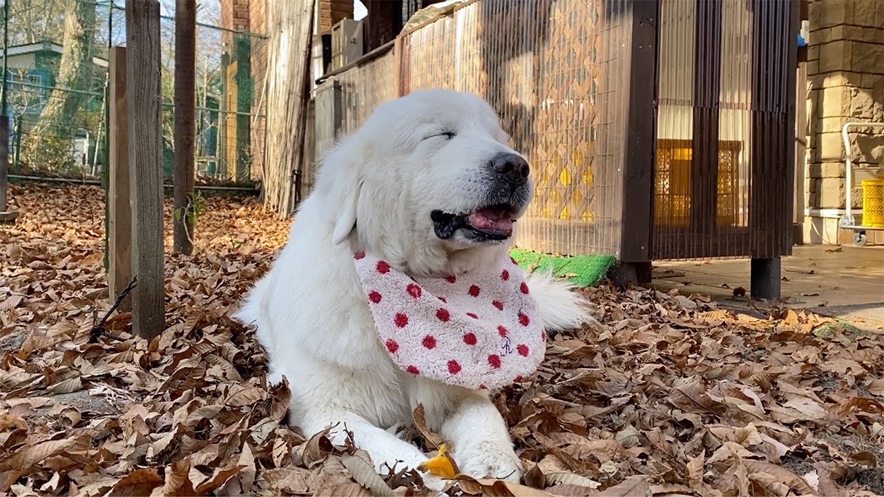 大好きなお芋に舌鼓をうつルンルン　Great Pyrenees　グレートピレニーズ