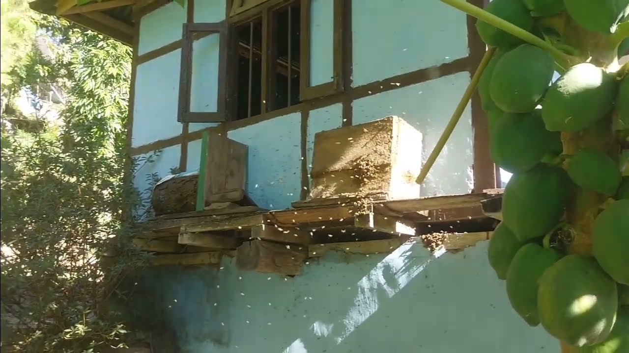 माहुरी हुल आयो हेर्नुहोस् त 