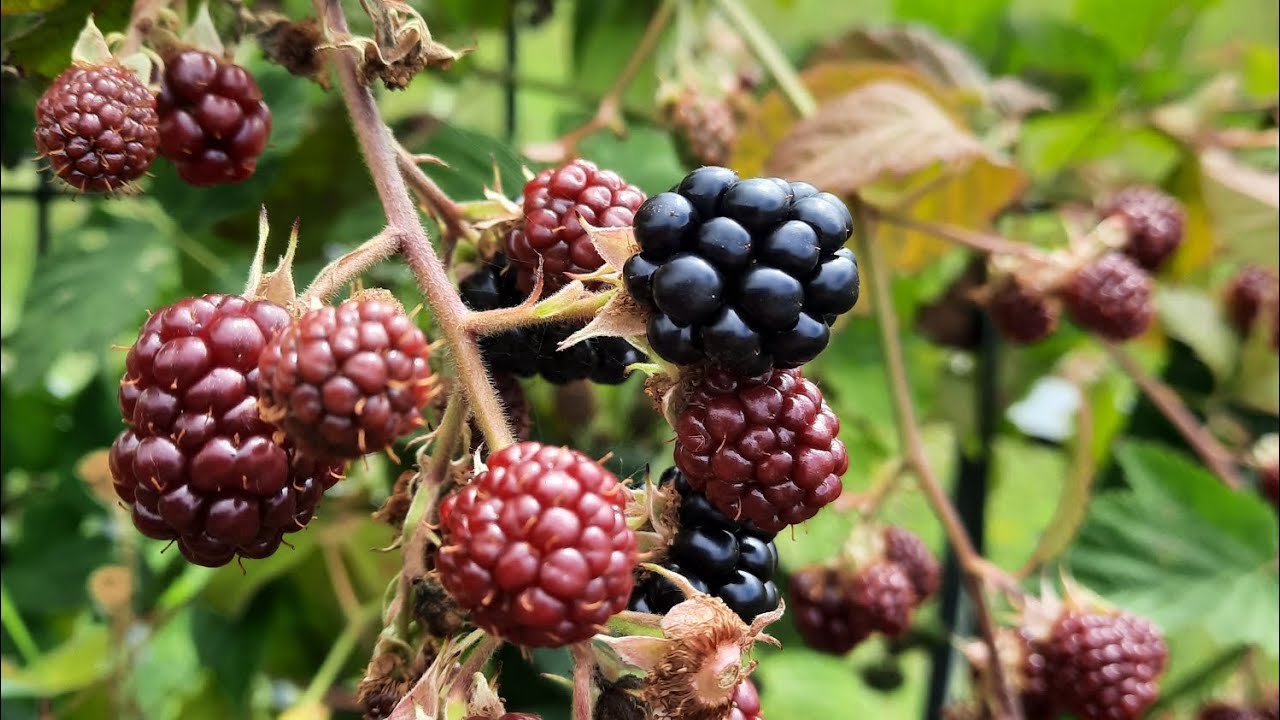 Tipps und Tricks: Die Brombeere - das schwarze Blut der Titanen