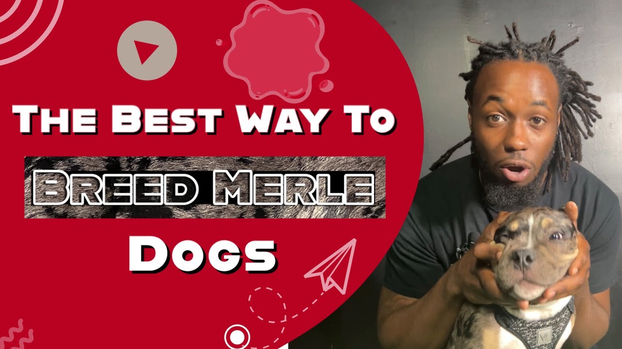 Proper Way To Breed Merle American Bully Dogs | Deveauxted Kennels