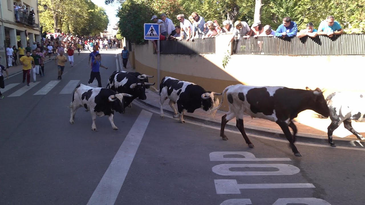 Riaza 2022  Encierro  de  Barcial  encaste Vega-Villar,  ‘patasblancas’,