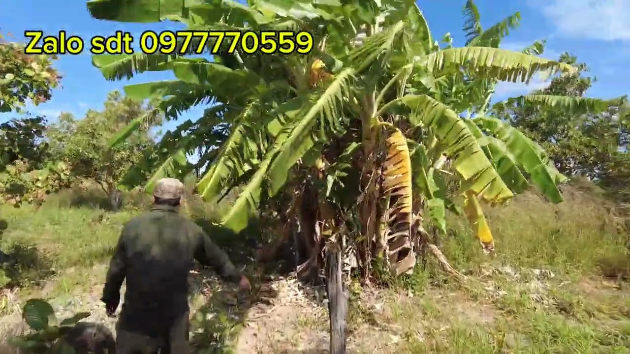 10ha giá 1tỷ nguyên nô. Quá rẻ nhanh tay sở hữu 