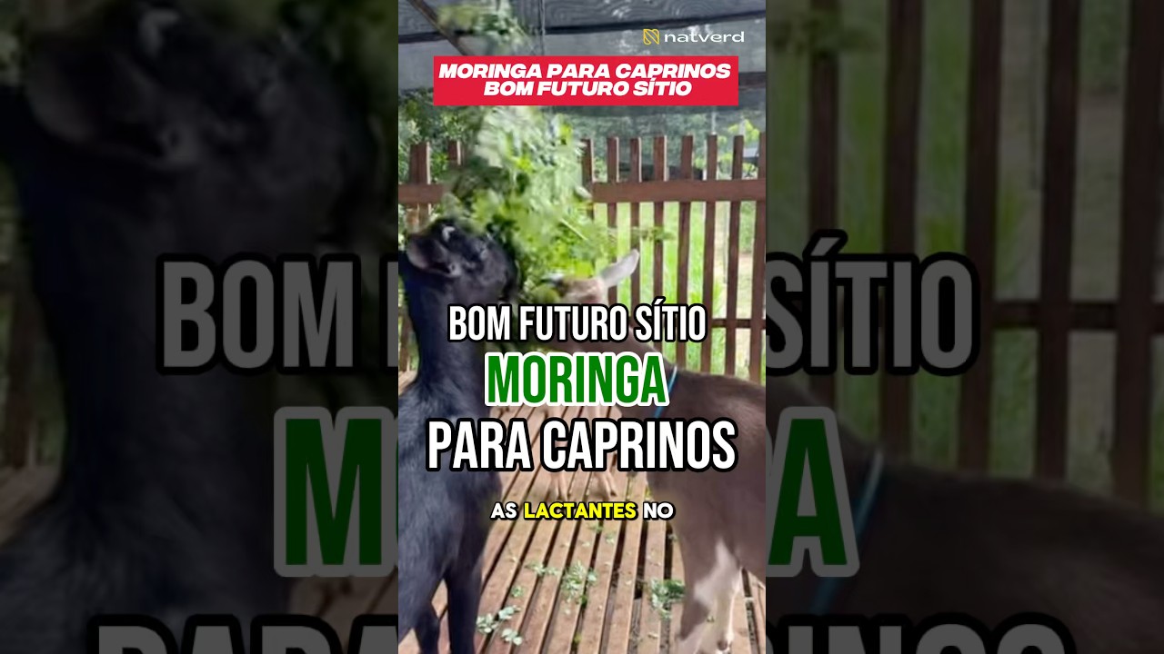 Moringa para caprinos no @b
