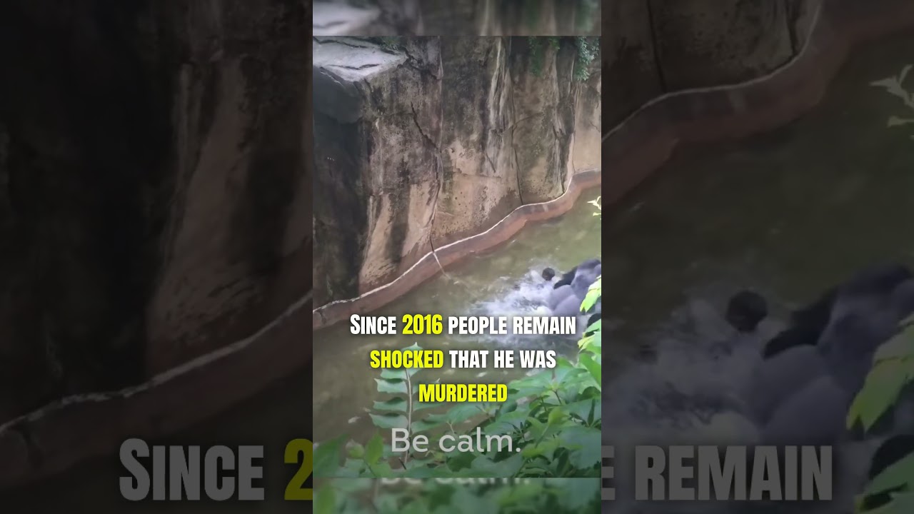 Gorilla Gets Killed After 4-Year-Old Falls Into a Zoo Enclosure | #shorts #animals #gorilla