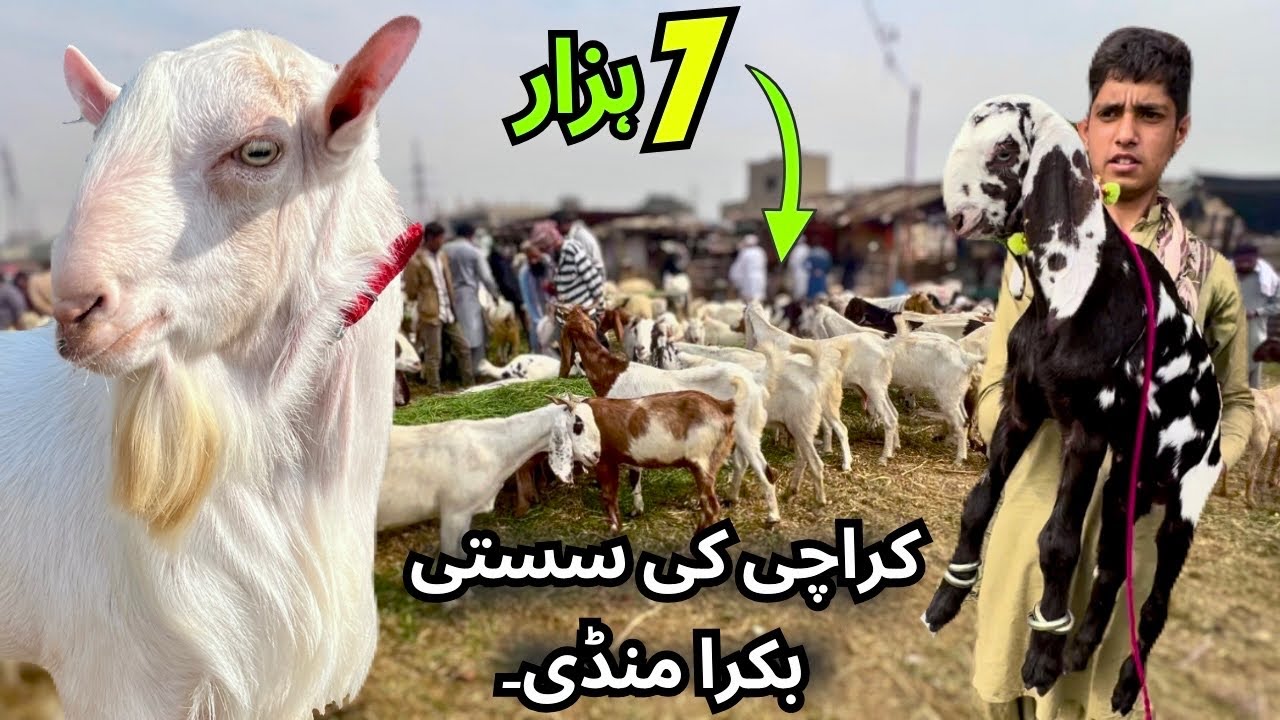 Cheapest Bakra Mandi in Karachi | Kia Ap Is Mandi Ko Jantae Ho | Bakra Mandi 2025 Qurbani Season