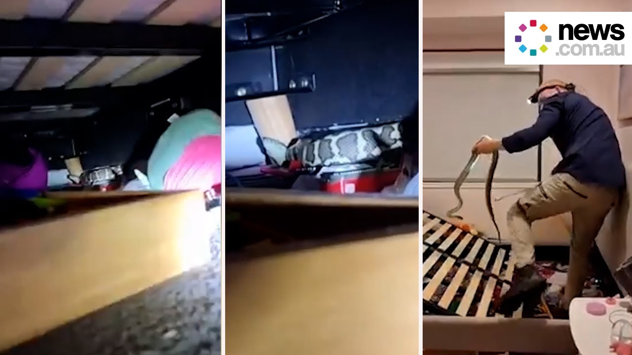 Carpet python hides under Queensland girl's bed