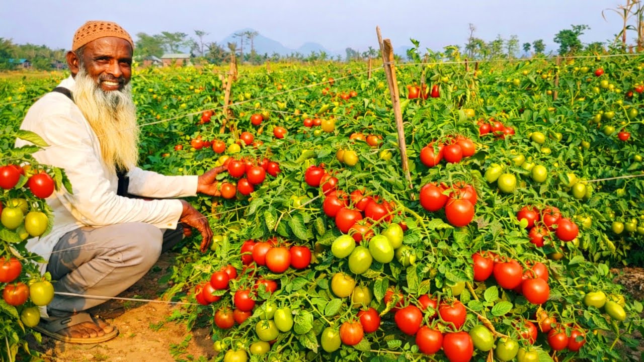উন্নত জাতের টমেটো চাষে অধিক ফলন , অধিক লাভজনক।