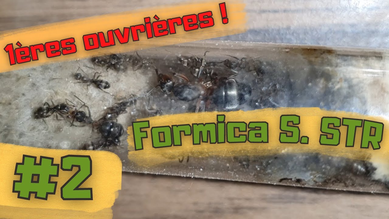 #2 Formica sensu stricto - Les premières naissances !