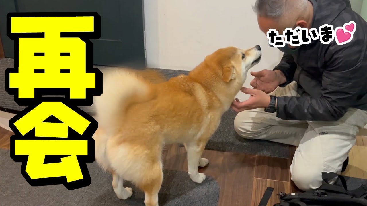 泣くほど帰りを待ち続けた柴犬がパパと感動の再会へ