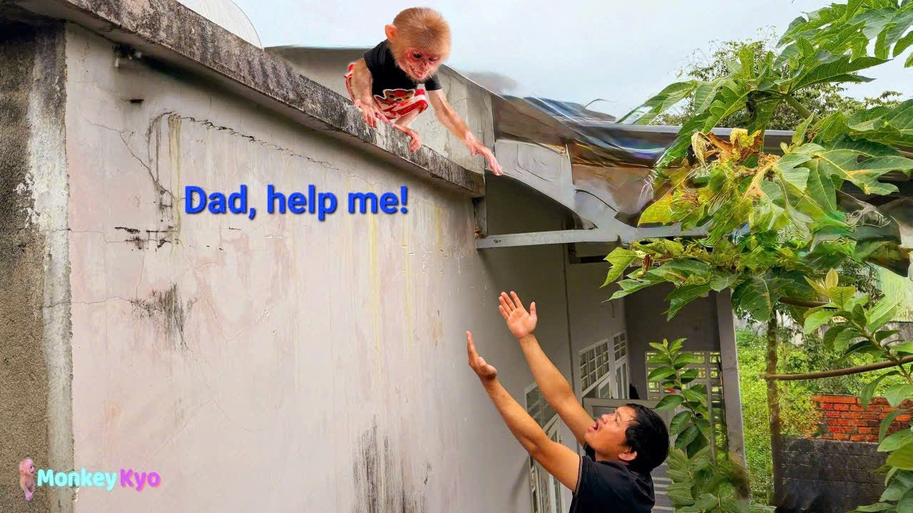 Kyo is in big trouble &ndash; Little monkey BuNa rushes to call Dad for help!