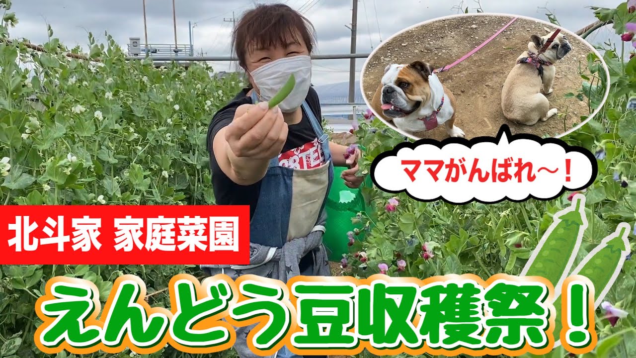 【健介パパ撮影】北斗ママ＆花梅ちゃん 家庭菜園でえんどう豆収穫祭！