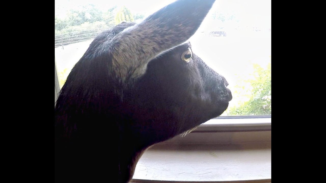 Why is our goat LIMPING? | VLOG | Taking care of our GOAT babies