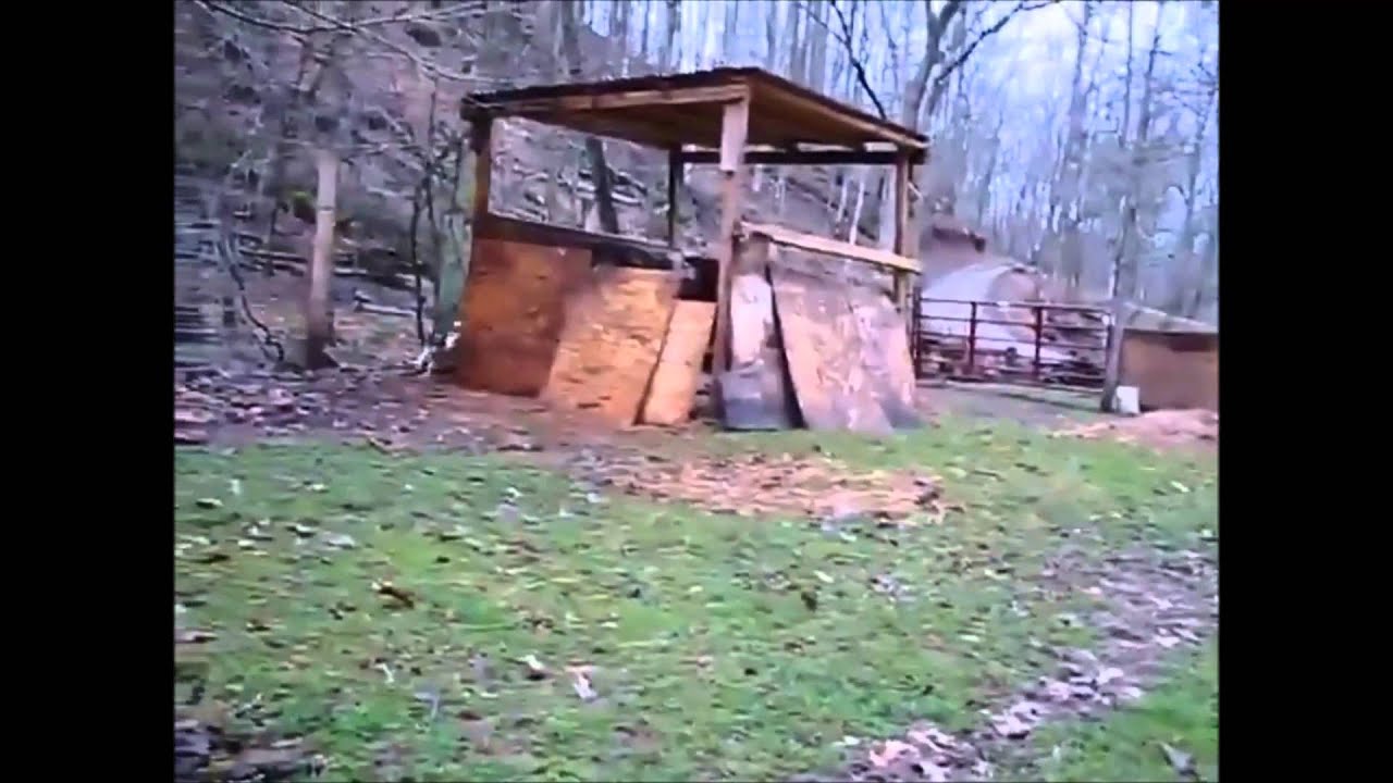 Sheep chasing dog see what happens in the end