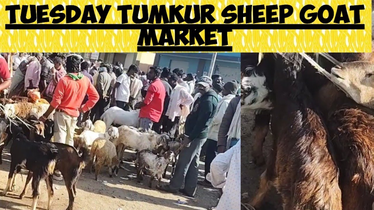 Tumkur sheep goat market