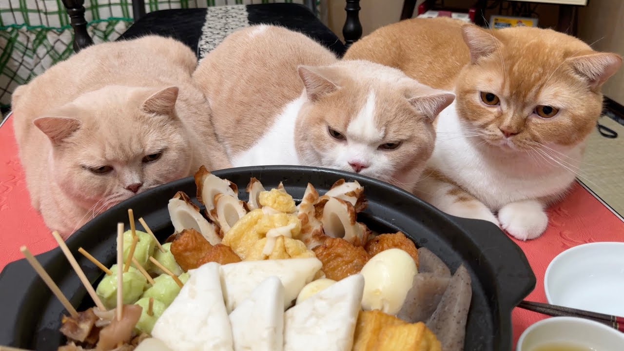 おでんを物欲しそうに見つめる猫たち