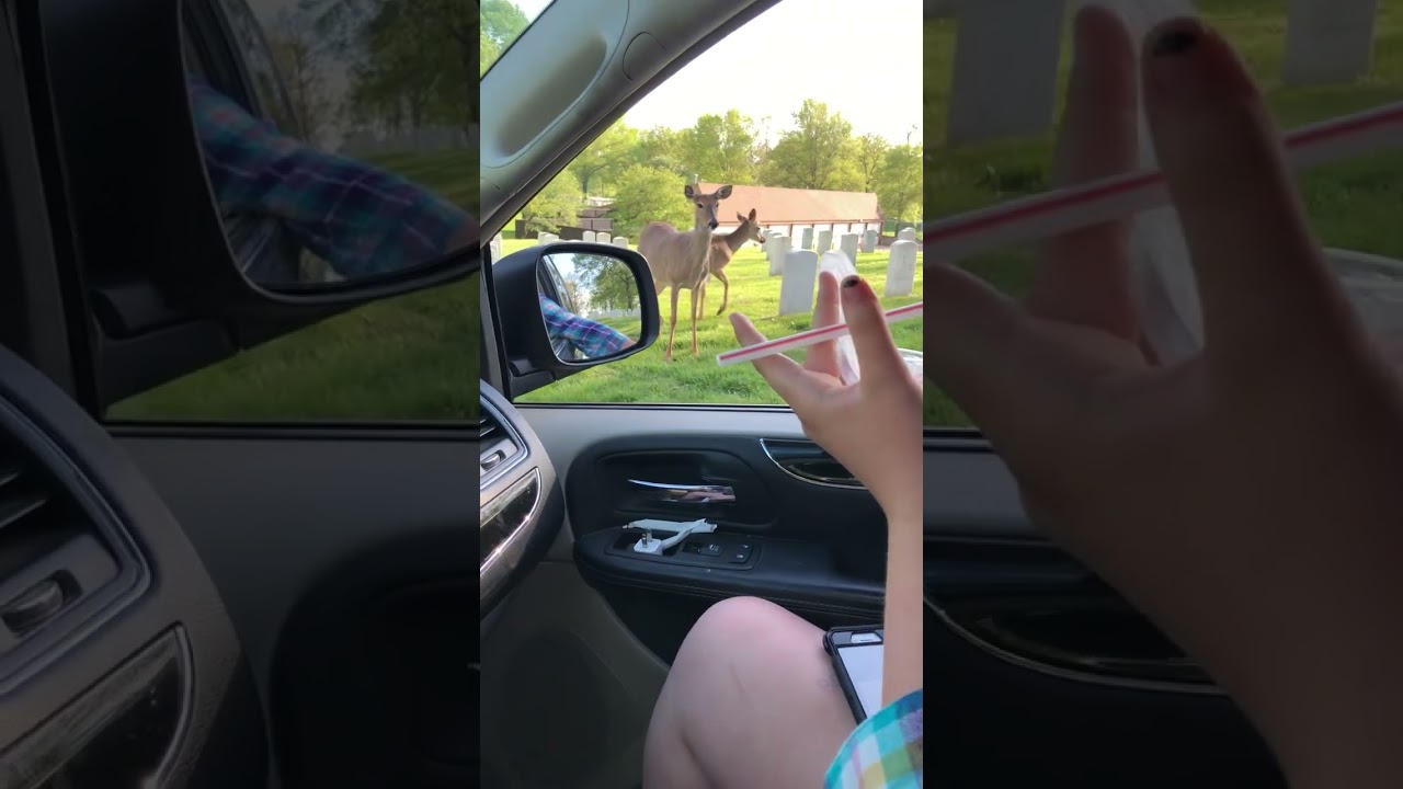 Deer at Jefferson Barracks national Cemetery ￼￼