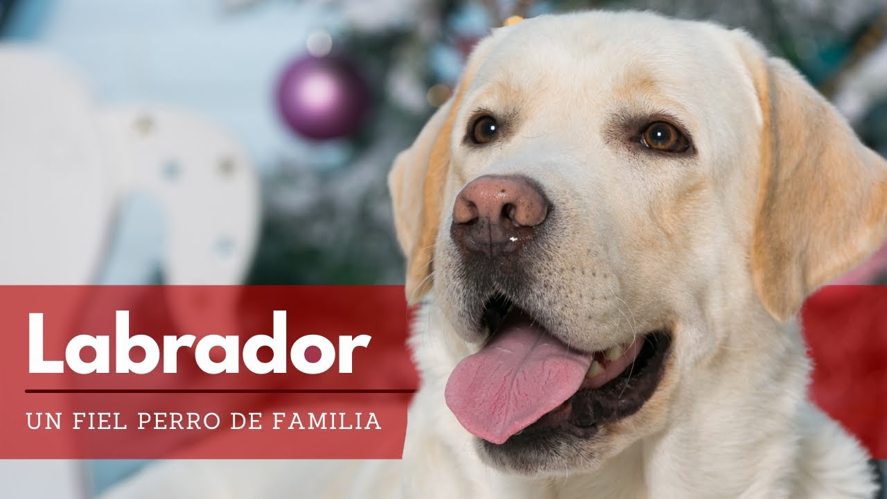 Labrador Retriever - Todo lo que Debes Saber sobre la Raza | Terránea