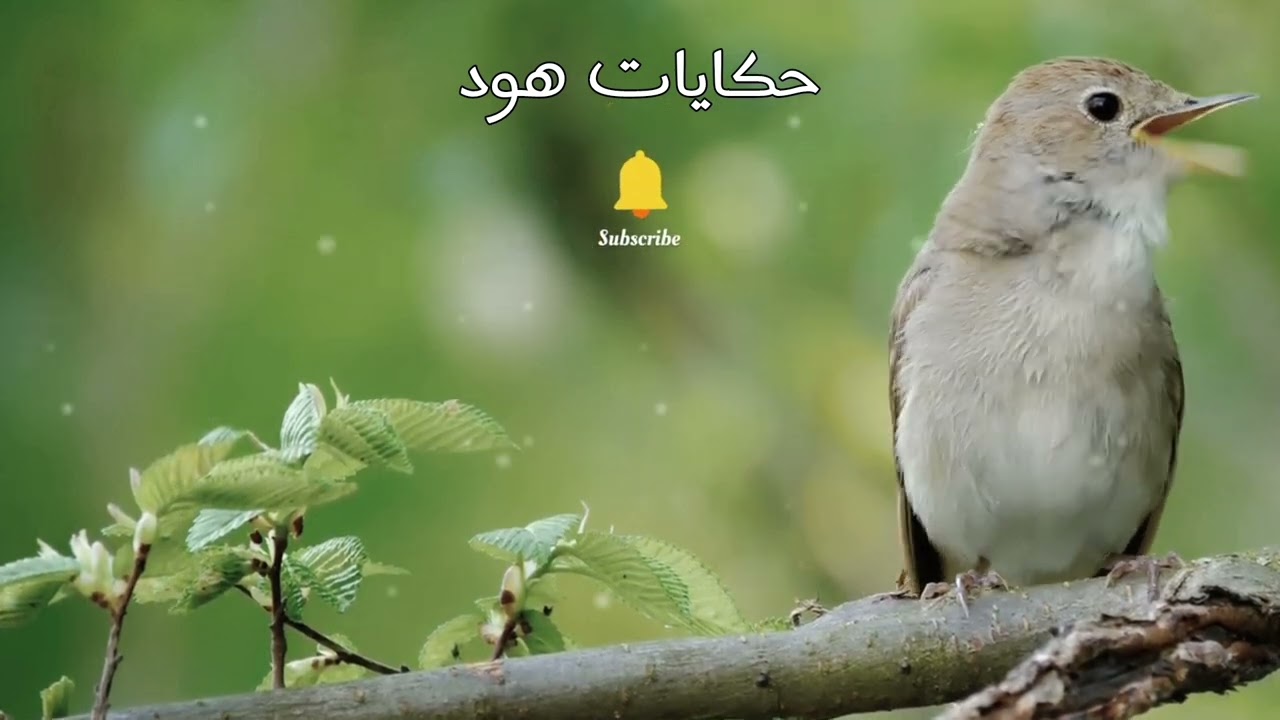 مقت..ول في الطريق ... طريق المخدر..ات #قضايا_الدرك_الملكي