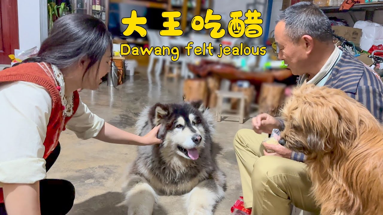 大王吃醋姐姐偷偷喂来福，睡觉也不能放心上楼